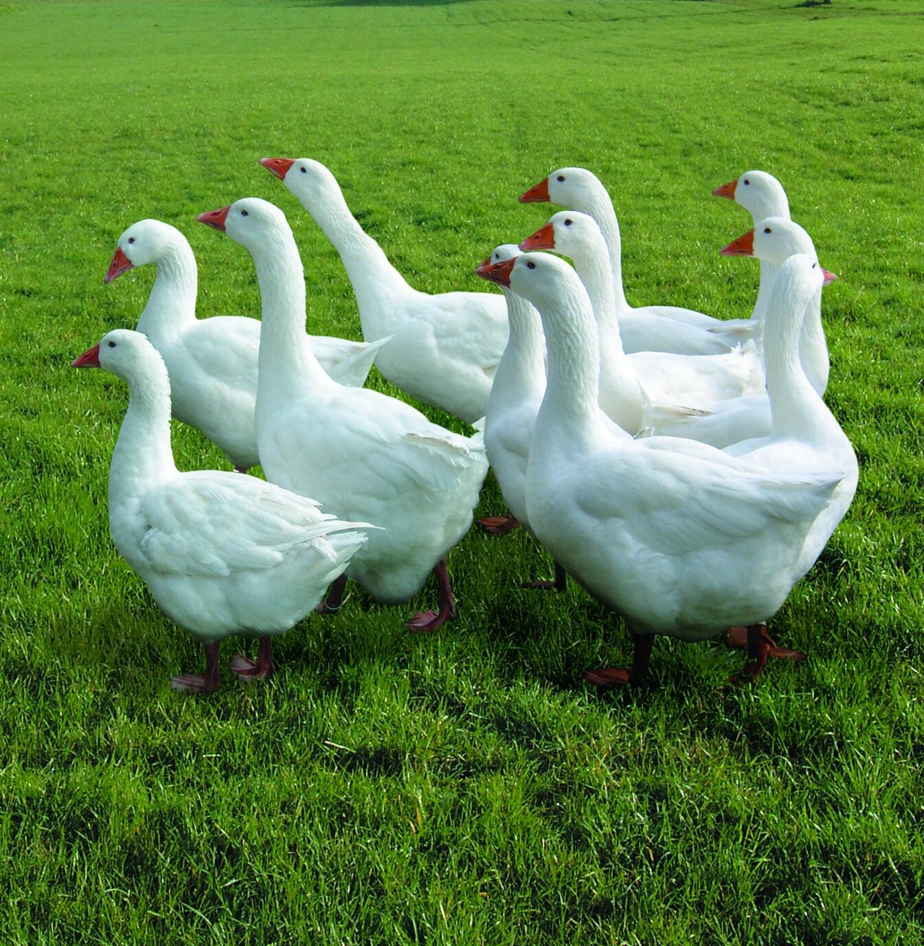Schwarzwald Gans
