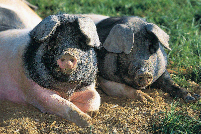 Haltung & Fütterung der Tiere
