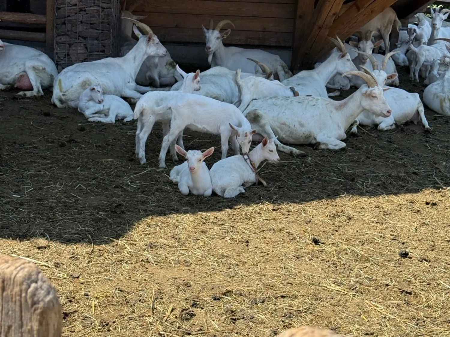Junge Ziegenkeulen m.Knochen