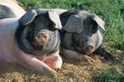 Schäufele ohne Knochen vom Schwäbisch-Hällischen Landschwein - Schwäbisch Hällische Landscheine