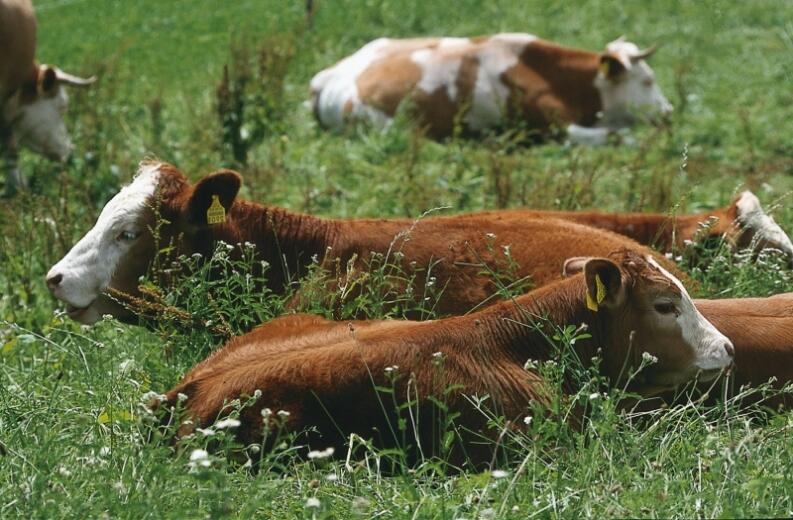 Hohenloher Weiderind