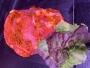 Schweinehalssteak mit Grillbutter-Marinade